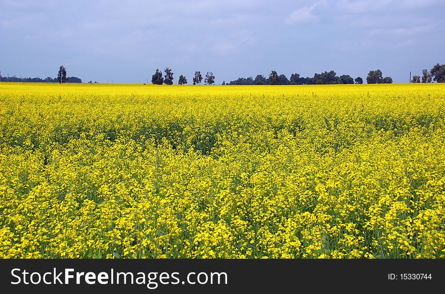 Rural landscape with yellow rape field in overcast summer day