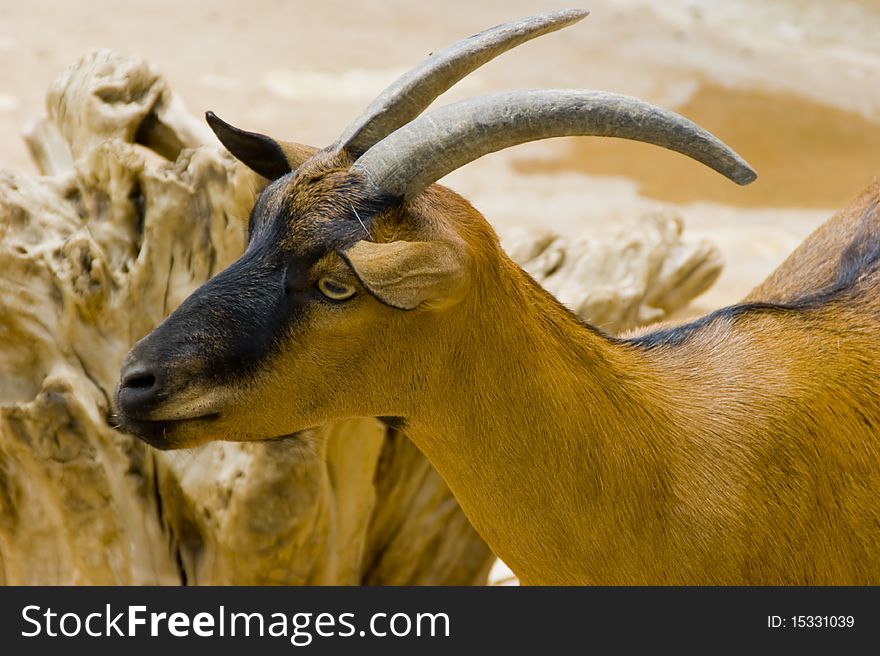A closeup on the neck and head of a brown goat