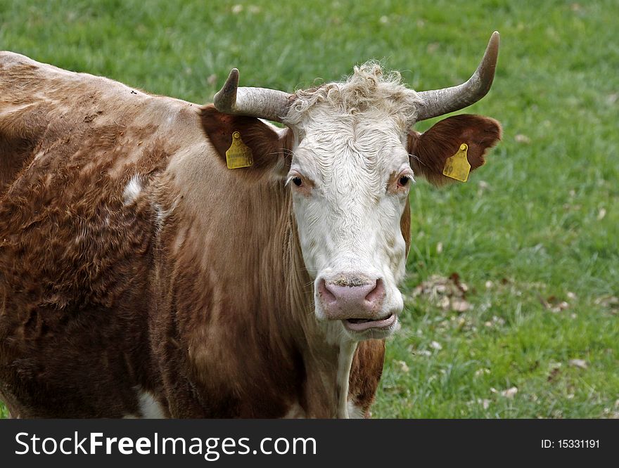 Cattle on a pasture in Lower Saxony, Germany, Europe