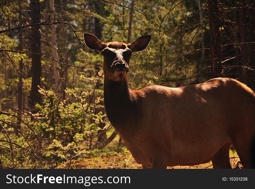 Female Elk in Jasper Alberta Canada