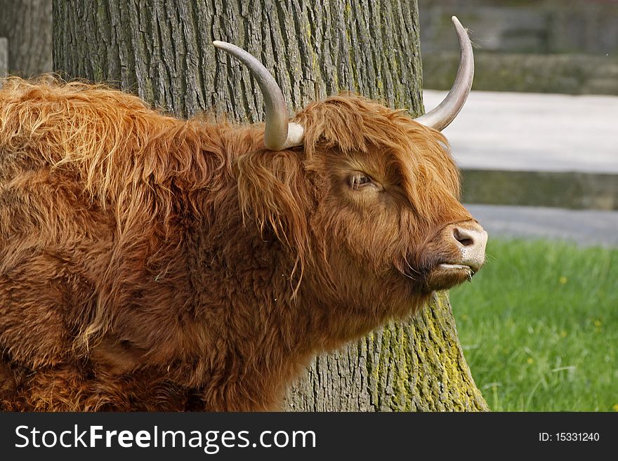 Highland Cattle, Kyloe - Beef cattle with long horns