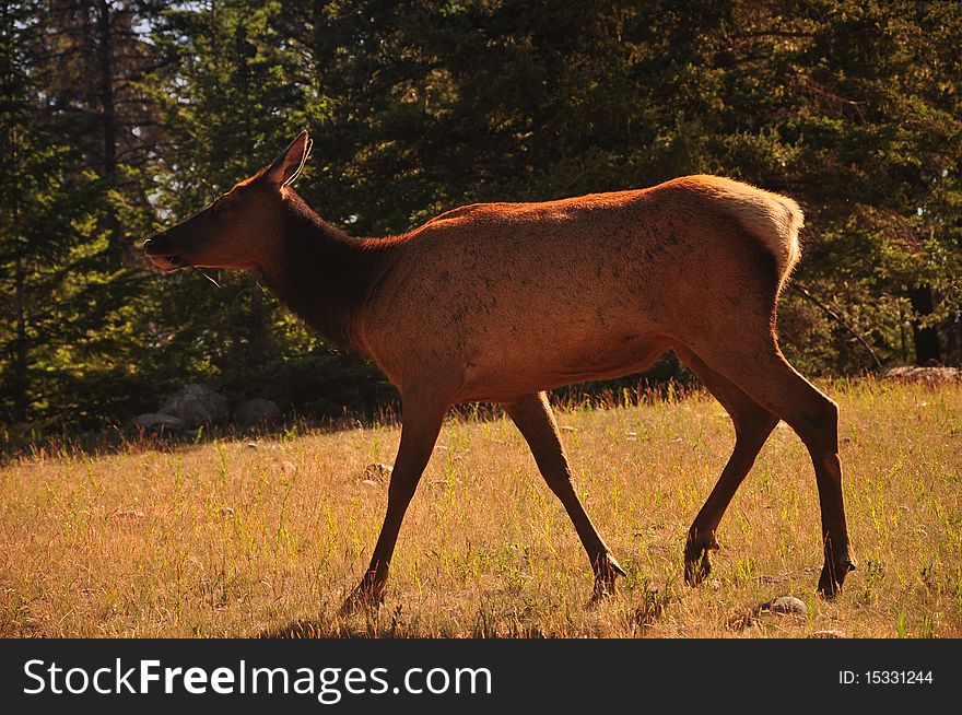 Femal Elk in Jasper Alberta