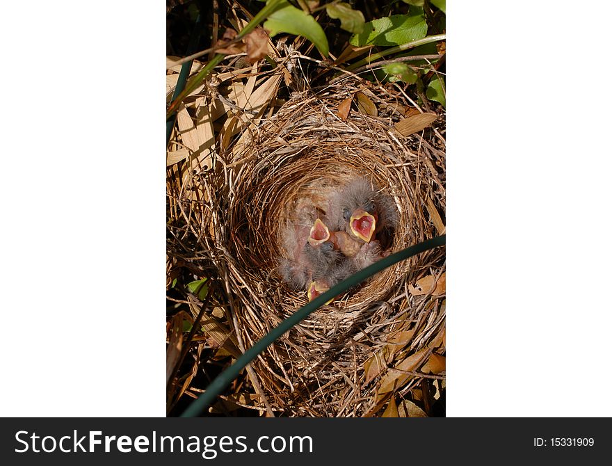 House Finch