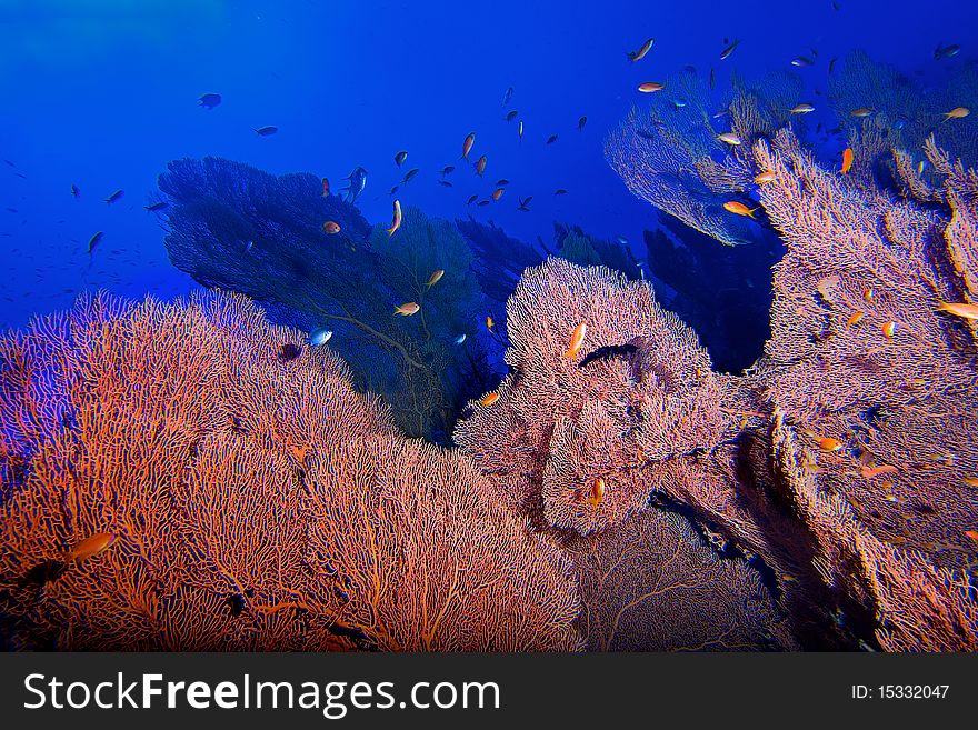 Big Gorgonia garden in blue depp water. Big Gorgonia garden in blue depp water