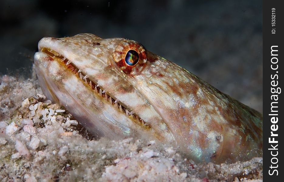 Lizard head fish with sharp-toothed macro on the sand ground. Lizard head fish with sharp-toothed macro on the sand ground