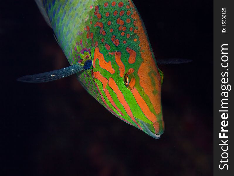 Moontail wrasse fish