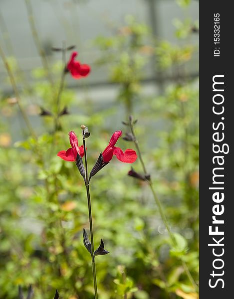 The red flowers of the cherry chief sage. The red flowers of the cherry chief sage