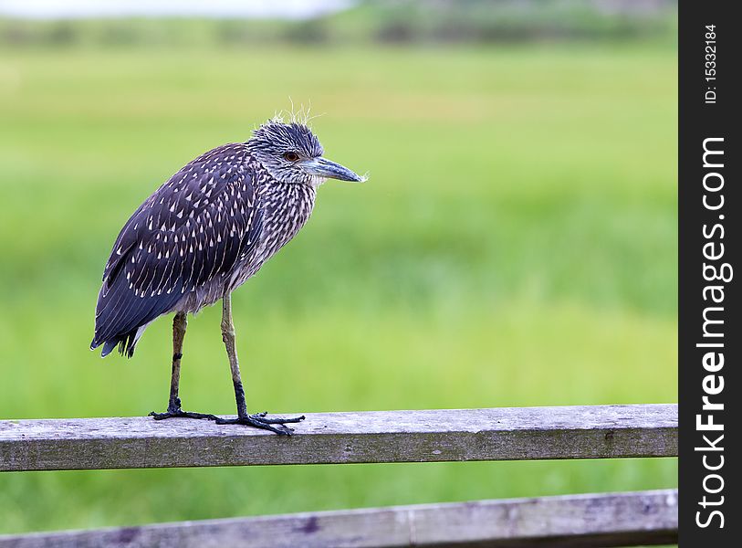 An immature yellow-crowned night heron