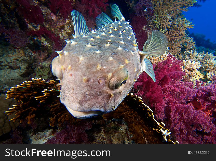 Burrfish with nice corals