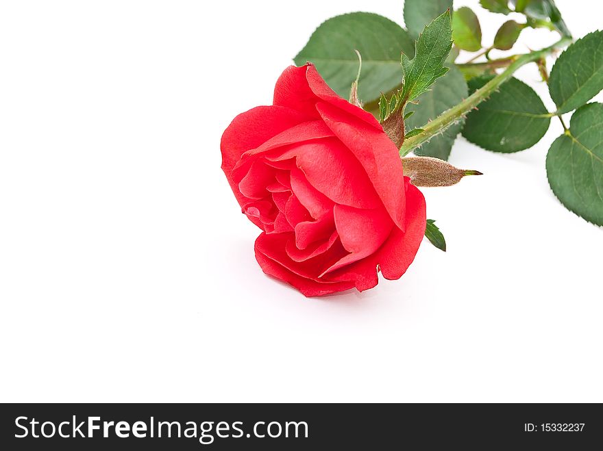 Red rose with green leaves on white