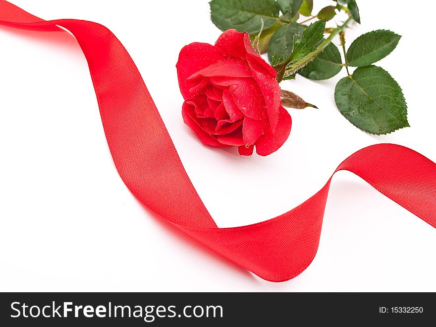 Red rose with red ribbon