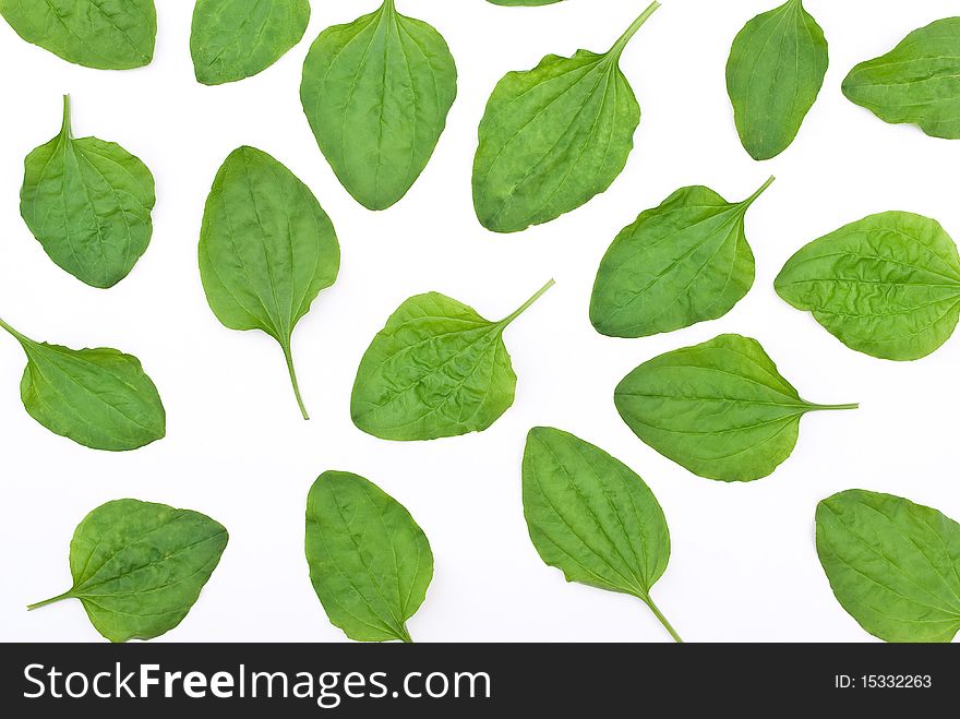 Plantain leafs isolated on white