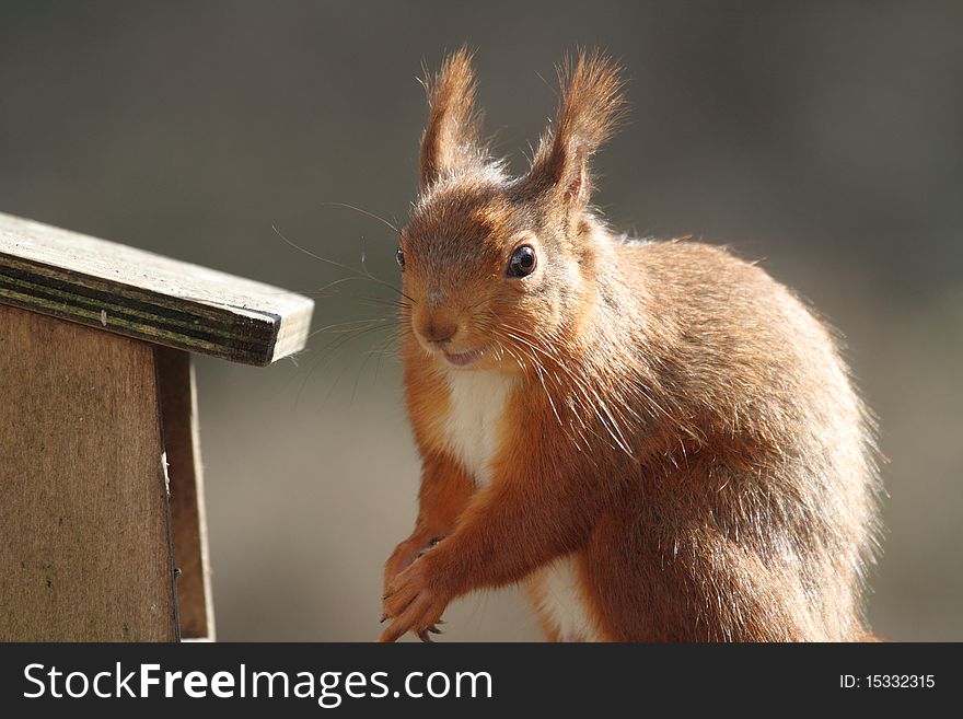 Red Squirrel eating English Lake District