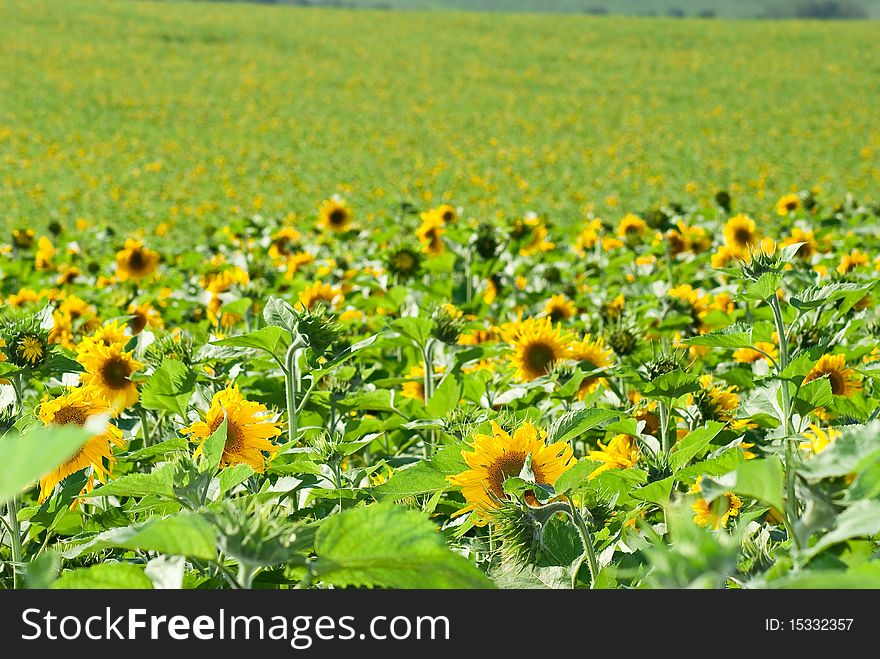 Sunflowers Field