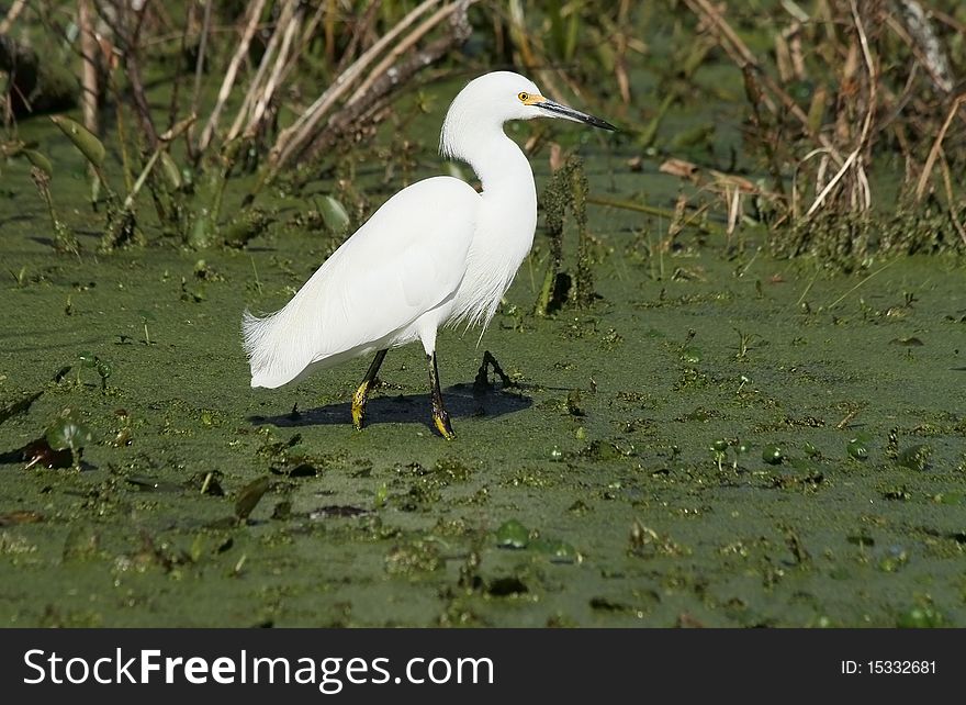 Great egret at Lake Martin, Louisiana.