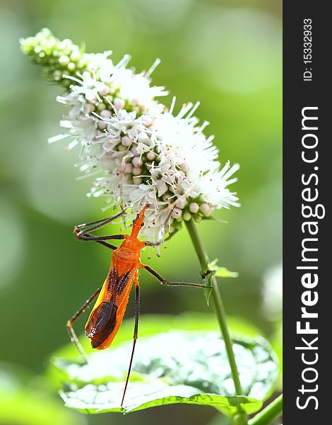 Assassin bug on mint tree, Louisiana.