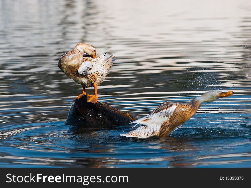 Ducks in the water leisure. Ducks in the water leisure.