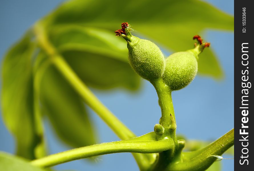 Branch with unripe green fruits small walnut. Branch with unripe green fruits small walnut