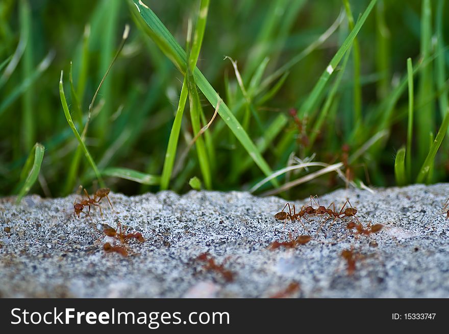 This picture is many ants in action