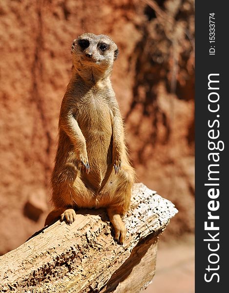 The meerkat or suricate Suricata suricatta, a small mammal, is a member of the mongoose family. The meerkat or suricate Suricata suricatta, a small mammal, is a member of the mongoose family.