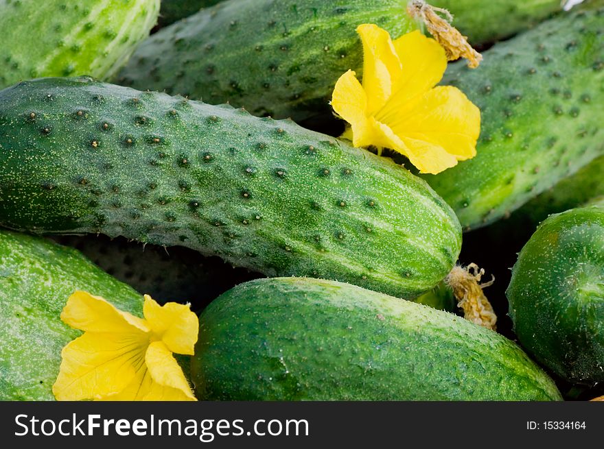 Green cucumber vegetable with leafs and flowers