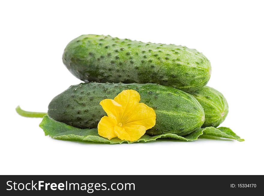 Green cucumber vegetable with leafs and flowers isolated