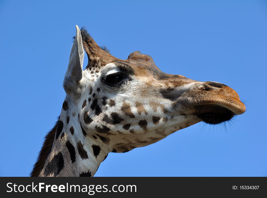 Beautiful and cute girafs head against a blue sky