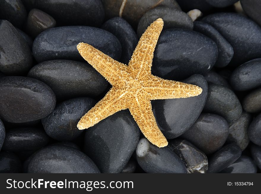 Sea Starfish  on the pebbles. Sea Starfish  on the pebbles