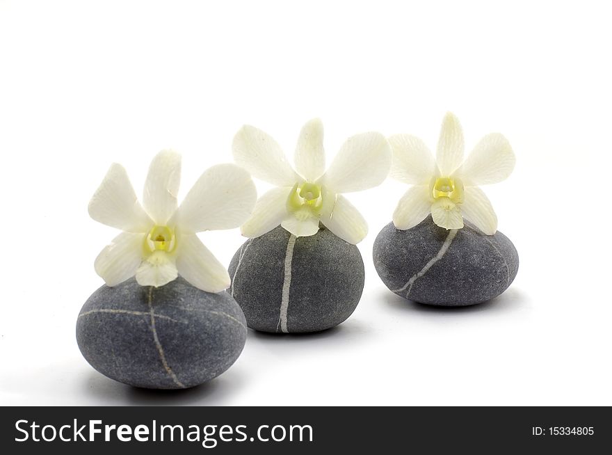 Orchid flower detail still-life spa stone. Orchid flower detail still-life spa stone