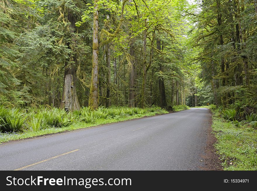 Country road in rain forest, Olympic National Park, Washington State