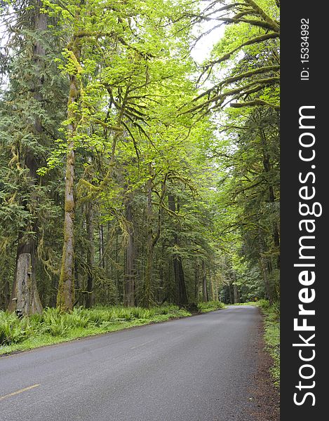 Country road in rain forest, Olympic National Park, Washington State