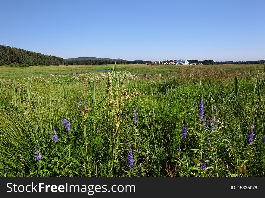 Beautiful landscape in grassland