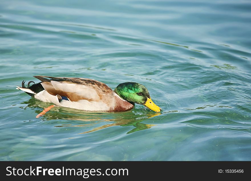 Green head ducks swimming in the lake