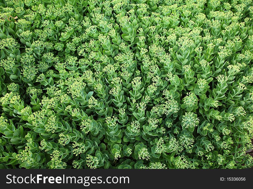 Green succulent plant foliage high resolution. Green succulent plant foliage high resolution