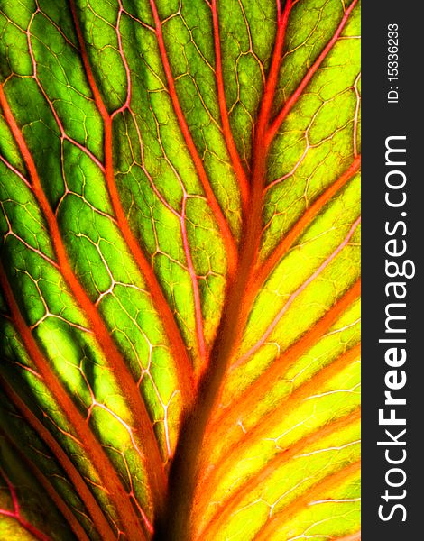 Brightly colored abstract leaf texture