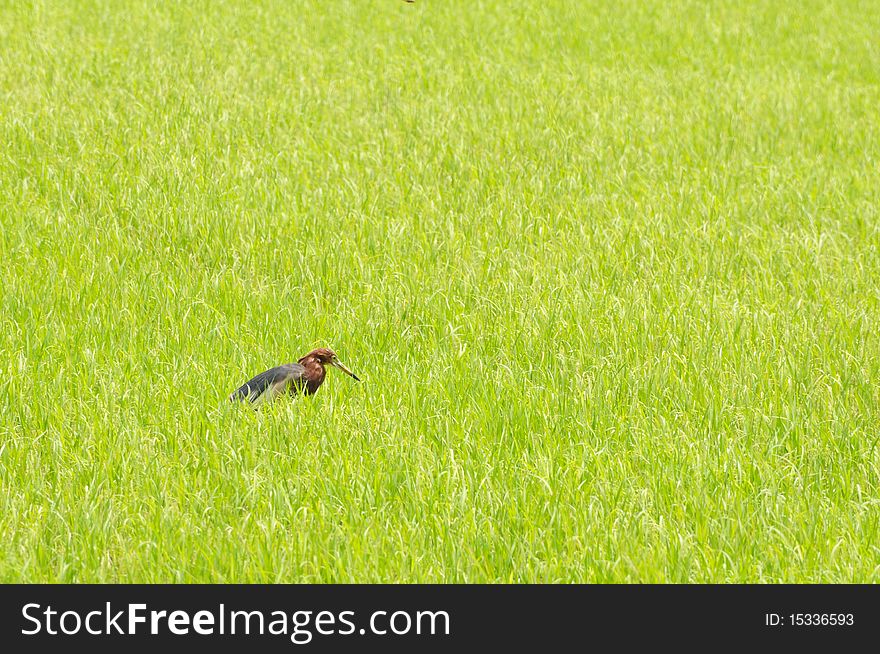 An Egret in green rice field. An Egret in green rice field.