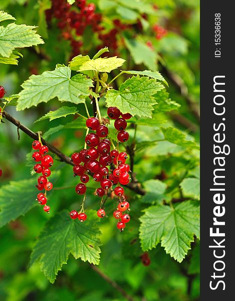 The red currants on the branch in the garden