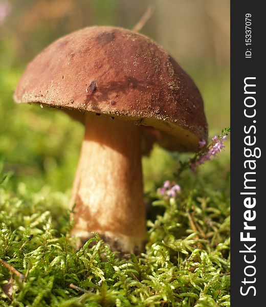 Brown cup mushroom on moss in the forest