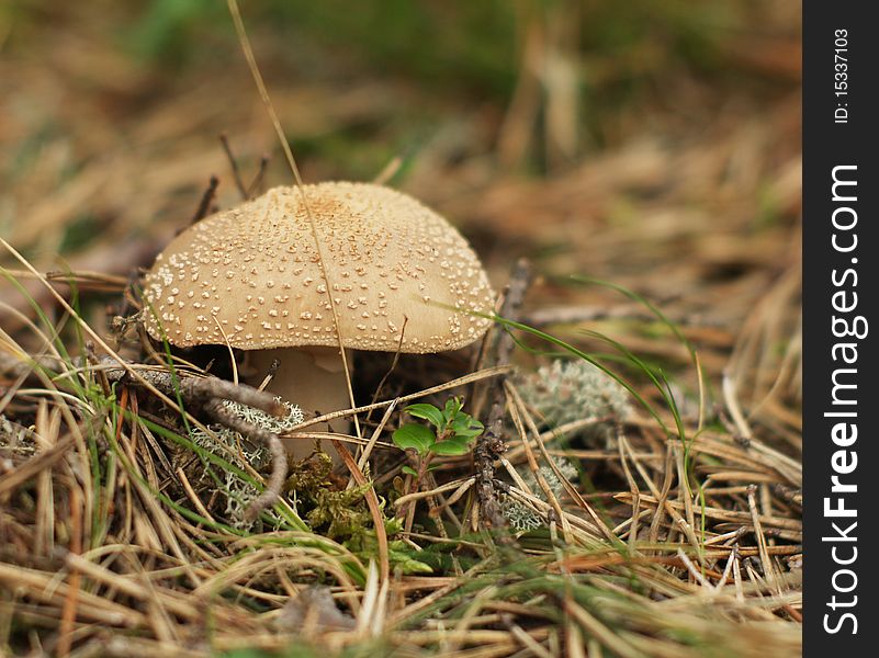 Toxic Mushroom