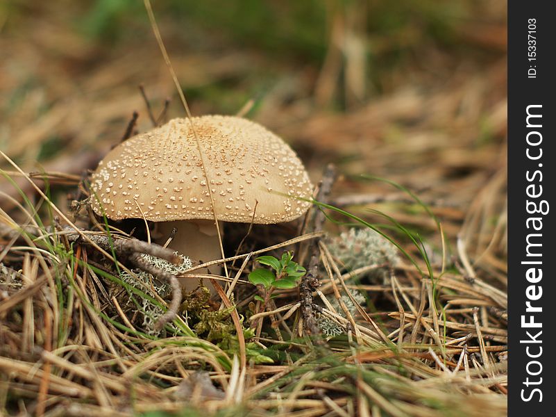 Toxic mushroom on moss in the forest