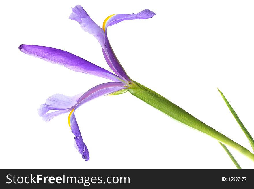 Beautiful purple iris on white background. Beautiful purple iris on white background