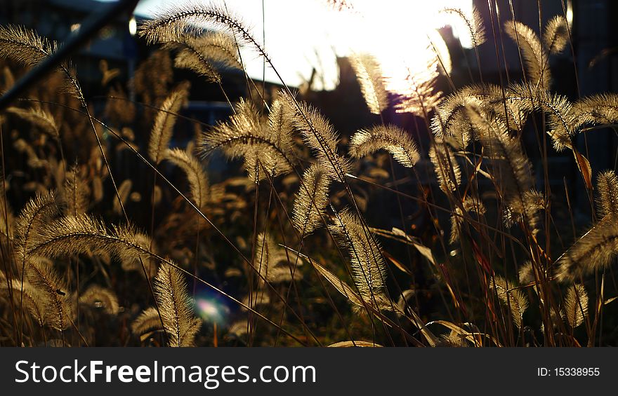 Foxtail Grass in the Sunset Light