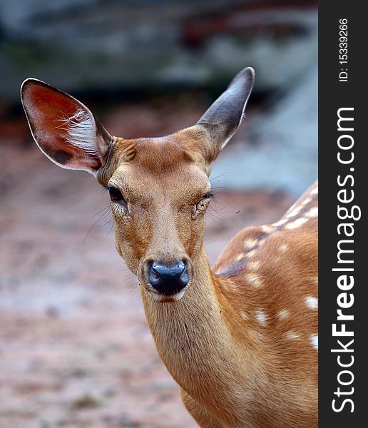 close-up of sika deer head. close-up of sika deer head.