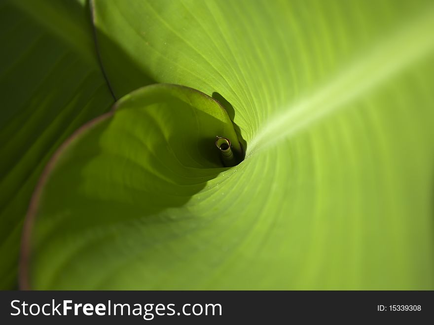 image of spiral involute green leaf