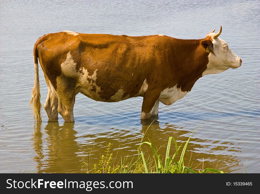 In the heat of cows come into reservoirs, where he drank water and cooled. In the heat of cows come into reservoirs, where he drank water and cooled.