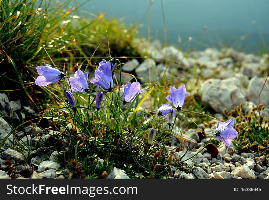 Blue campanula flowers in the alpine area. Blue campanula flowers in the alpine area