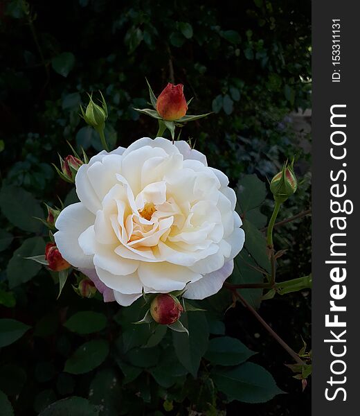 White Summer Rose Bloom. White Summer Rose Bloom
