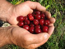 Cherries And Hand Royalty Free Stock Images