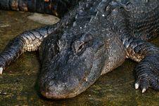 Florida Alligator Stock Photography