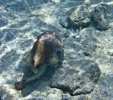 A Brown Octopus On The Eilat S Coral Reef Stock Photography A Brown Octopus On The Eilat S Coral Reef Stock Photography